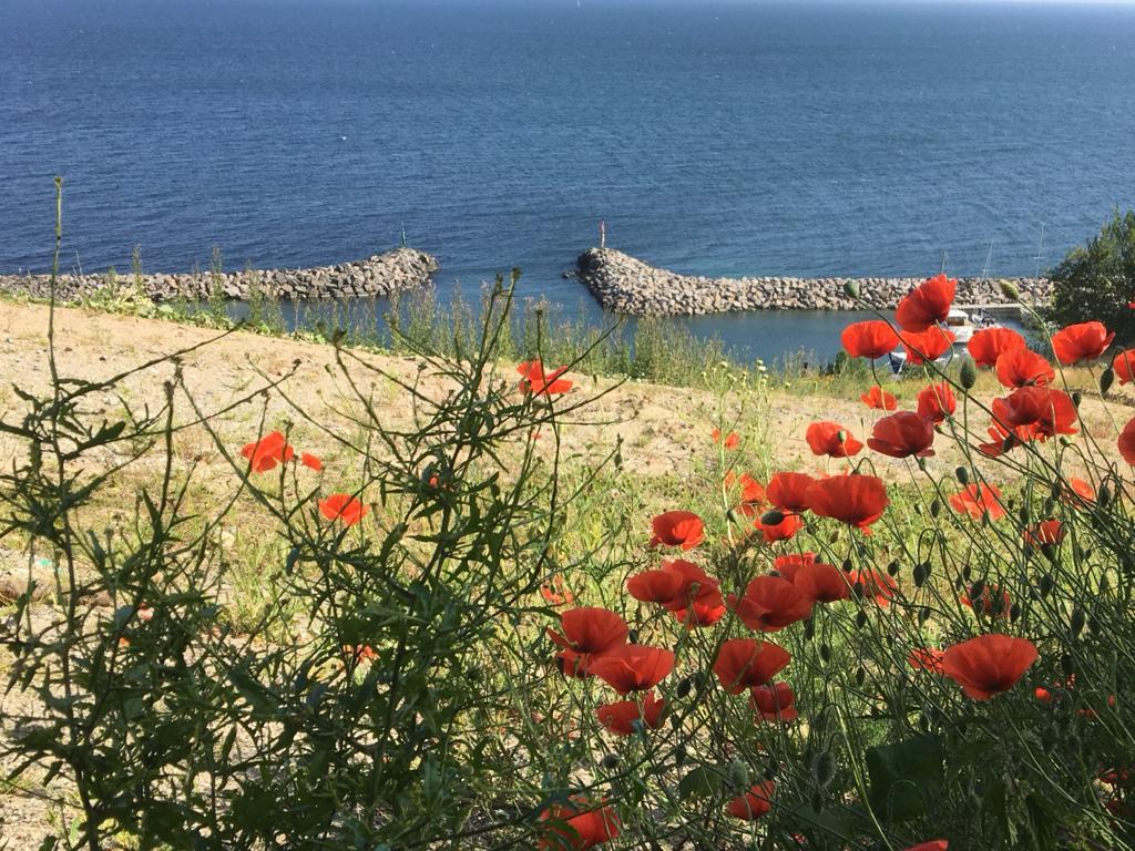 Mohnblumen an der Ostsee